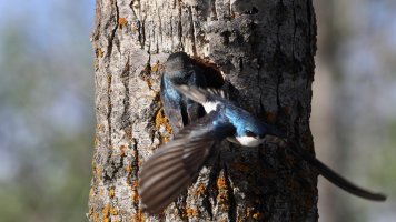 Tree swallows_32821.JPG