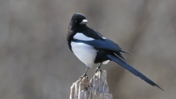 BB Magpie_9595.JPG