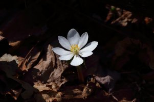 Bloodroot, Fawn Lake 4-14-2017 1.JPG