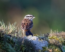 rockbunting_2B4A0827-DxO_CR1.jpg