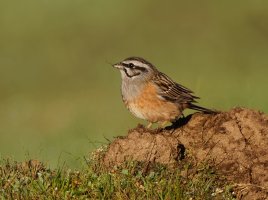 rockbunting_2B4A0838-DxO_CR2.jpg
