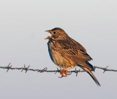 Cornbunting_3Q7A6830-DxO_CR3.jpg