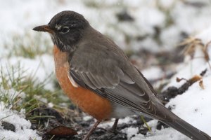 American robin_10945.JPG