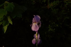 Heirloom Iris at sundown 4-16-2017.JPG