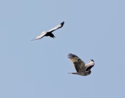 bonelliseagle+raven_2B4A0314_DxO_CR.jpg