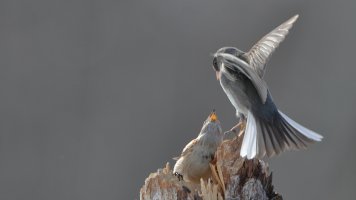 Junco sparrow_11256.JPG