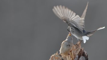 Junco sparrow_11257.JPG