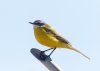 iberianyellowwagtail_2B4A1601-CR.jpg