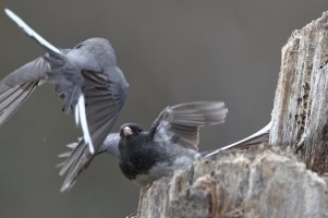 Dark-eyed junco scrap__11431.JPG