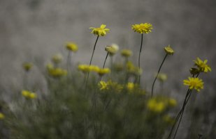 Yellow Daisies WEB.jpg