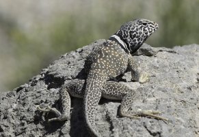 Collared Lizard WEB.jpg