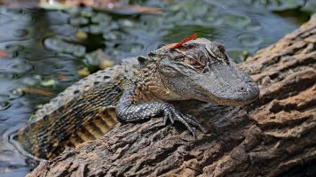 IMG_2033sm2.jpg