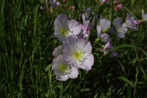 Roadside flower 4-22-2017 3.JPG