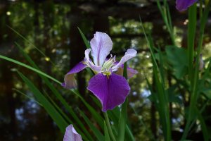 Louisiana Iris 4-22-2017 1.JPG