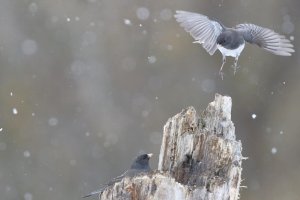 Juncos_11616.JPG