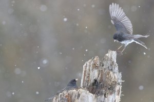 Juncos_11618.JPG