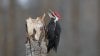 Pileated tongue_11578.JPG