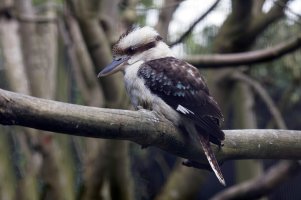 kookaburra_3Q7A8734_small_CR.jpg