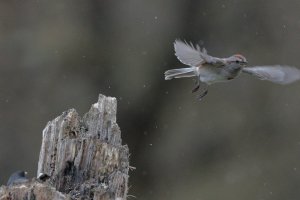 A T sparrow_11821.JPG