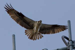 Osprey Nests - Snuff Mill Road-3.jpg