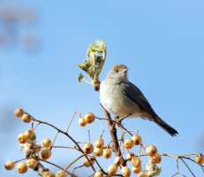whitethroat_3Q7A7154_DxO_vg.jpg