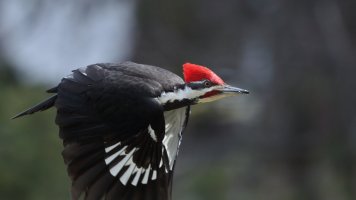 Pileated flight_s_12005.JPG