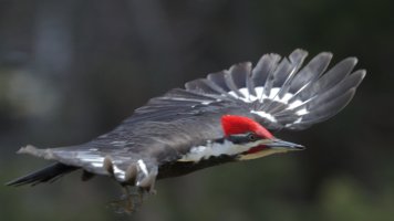 Missed shot_12006.JPG