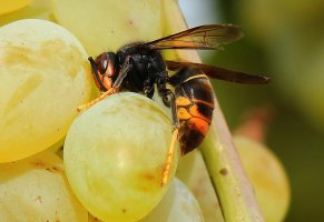 frelon asiatique.jpg