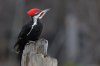 Pileated_s_11999.JPG