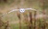 Barn Owl (8 of 11).jpg