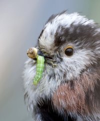 longtailedtit+grub_3Q7A8789_DxO_ cropped.jpg
