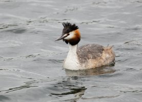 greatcrestedgrebe_3Q7A8785_DxO_vg.jpg