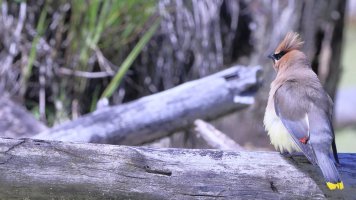 Cedar waxwing M_s_6691.JPG