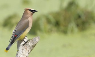 Cedar waxwing_s_6081.JPG