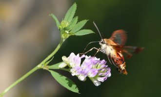 Hawk moth_s_5333.JPG