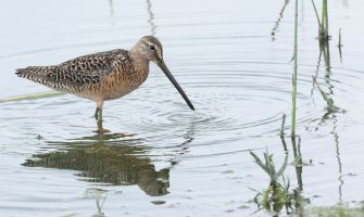 Long-billed dowitcher_s_6362.JPG