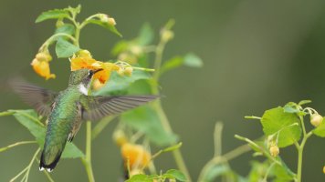 RT hummer F_s_8223.JPG