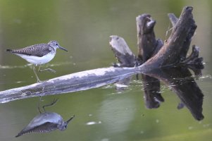 Solitary sandpiper_s_1751.JPG