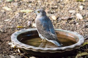 Young Hawk, May 5, 2017 (4 of 4).jpg