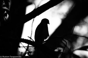 Young Hawk, May 5, 2017 (1 of 4).jpg