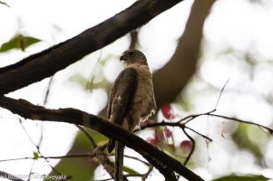 Young Hawk, May 5, 2017 (2 of 4).jpg