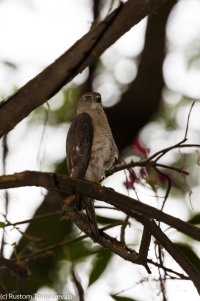 Young Hawk, May 5, 2017 (3 of 4).jpg
