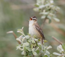 sedgewarbler_3Q7A9103_DxO_vg.jpg