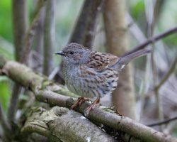 JuvenileDunnock_3Q7A8905_DxO_2.5.jpg