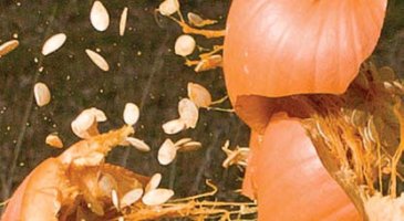 Speedliter's Handbook - Learning to Craft Light with Canon Speedlites 2.jpg