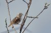 Song sparrow_12062.JPG