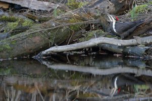 Pileated F drinking_12190.JPG