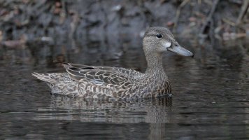 Blue-winged teal F_12166.JPG
