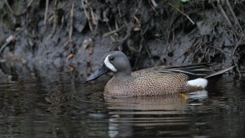 Blue-winged teal M_12168.JPG
