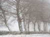 P1050619 Trees and Snow-101.JPG